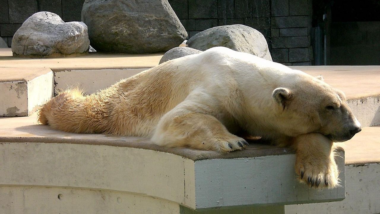 Wallpaper polar bear, down, dream, sleep, stones, nature reserve