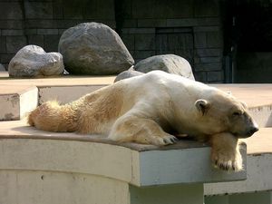 Preview wallpaper polar bear, down, dream, sleep, stones, nature reserve