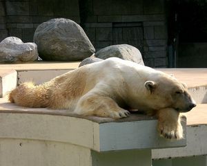 Preview wallpaper polar bear, down, dream, sleep, stones, nature reserve