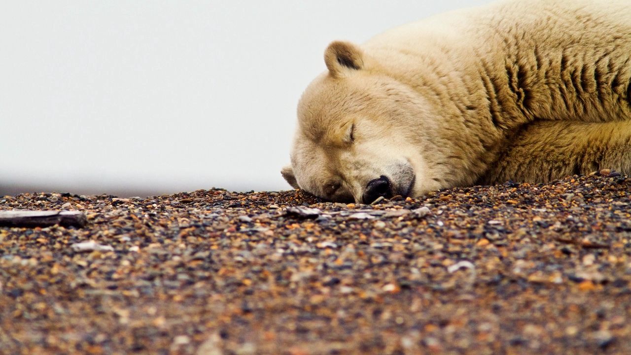 Wallpaper polar bear, down, face, sleep