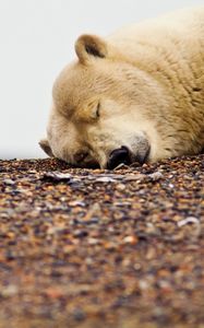 Preview wallpaper polar bear, down, face, sleep