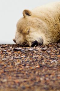 Preview wallpaper polar bear, down, face, sleep