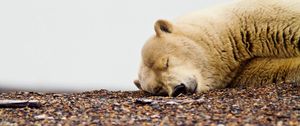 Preview wallpaper polar bear, down, face, sleep