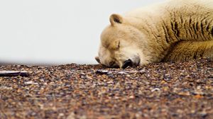 Preview wallpaper polar bear, down, face, sleep