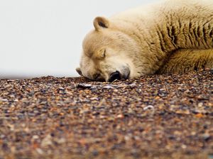 Preview wallpaper polar bear, down, face, sleep