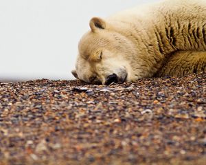 Preview wallpaper polar bear, down, face, sleep