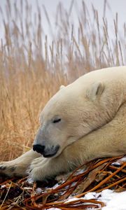 Preview wallpaper polar bear, down, snow, sleep