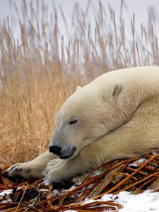 Preview wallpaper polar bear, down, snow, sleep