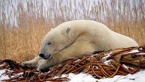 Preview wallpaper polar bear, down, snow, sleep