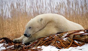 Preview wallpaper polar bear, down, snow, sleep