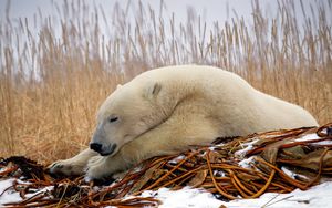 Preview wallpaper polar bear, down, snow, sleep