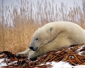 Preview wallpaper polar bear, down, snow, sleep