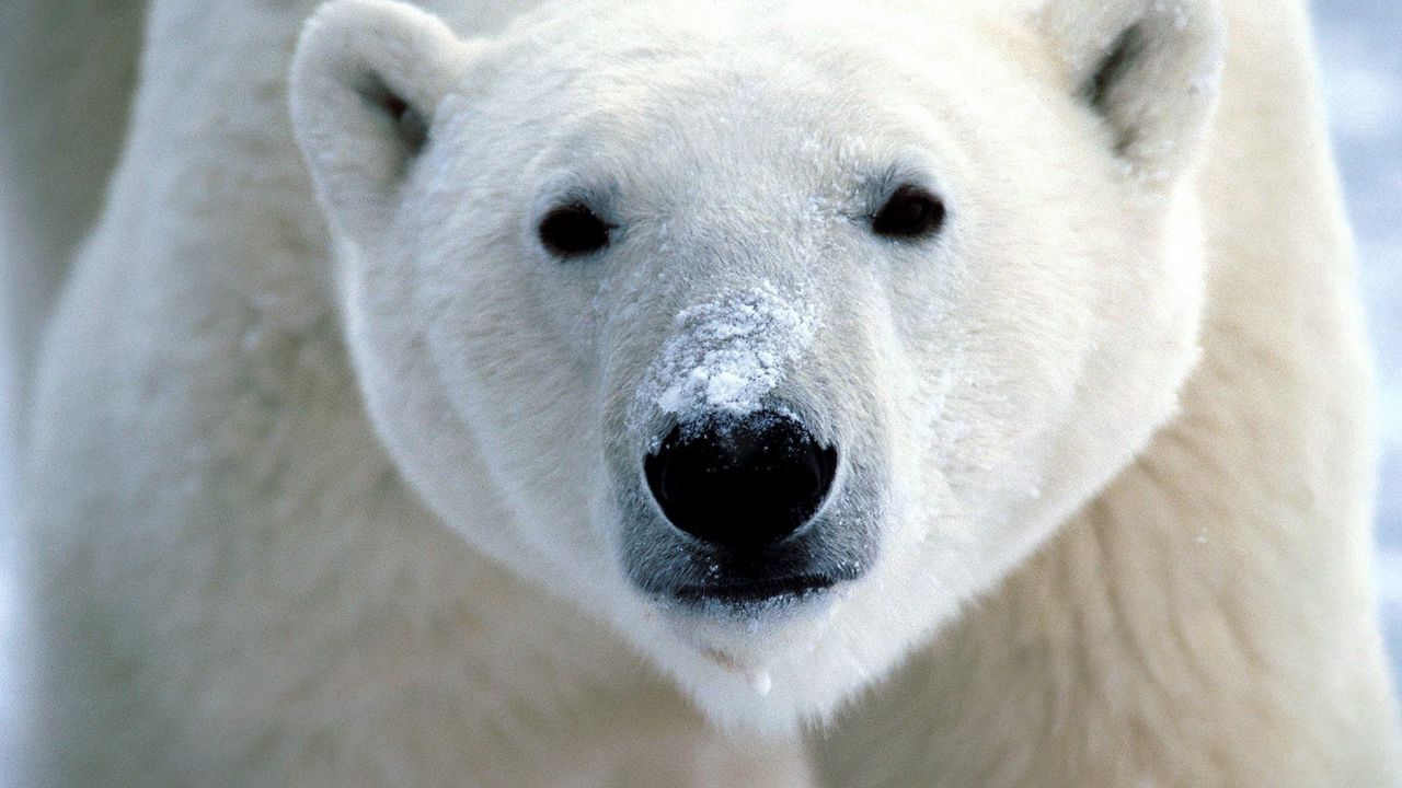 Wallpaper polar bear, eyes, nose