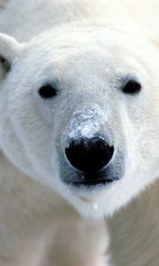 Preview wallpaper polar bear, eyes, nose