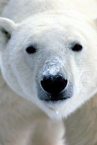 Preview wallpaper polar bear, eyes, nose