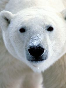 Preview wallpaper polar bear, eyes, nose