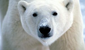 Preview wallpaper polar bear, eyes, nose