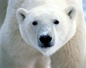 Preview wallpaper polar bear, eyes, nose