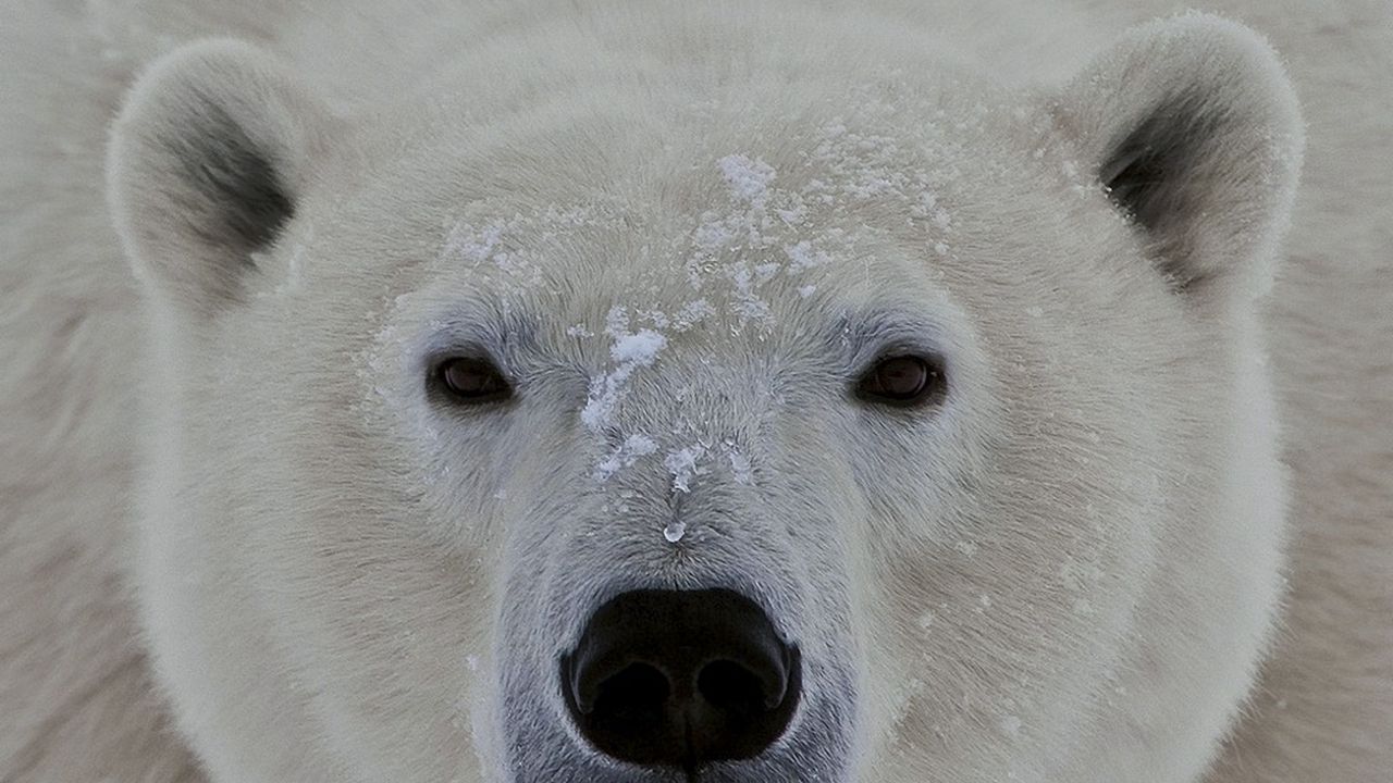 Wallpaper polar bear, face, eyes