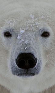 Preview wallpaper polar bear, face, eyes