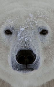 Preview wallpaper polar bear, face, eyes
