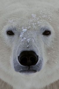 Preview wallpaper polar bear, face, eyes