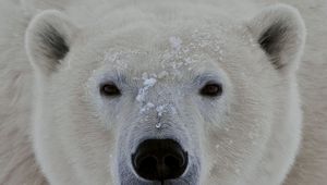 Preview wallpaper polar bear, face, eyes