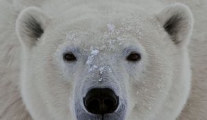 Preview wallpaper polar bear, face, eyes