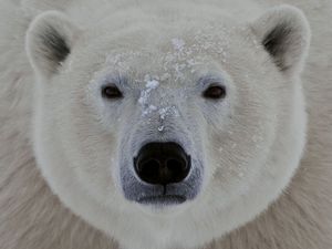 Preview wallpaper polar bear, face, eyes