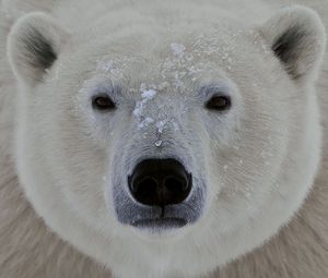 Preview wallpaper polar bear, face, eyes