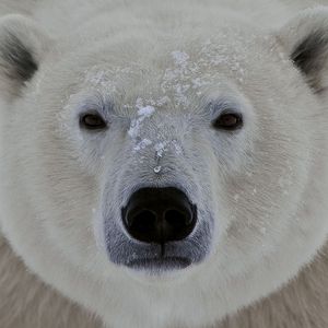 Preview wallpaper polar bear, face, eyes