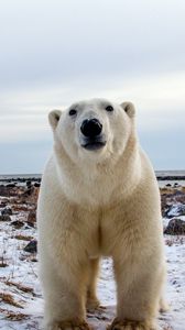 Preview wallpaper polar bear, face, eyes