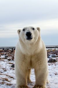 Preview wallpaper polar bear, face, eyes