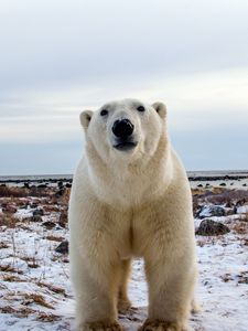 Preview wallpaper polar bear, face, eyes