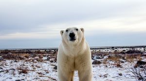 Preview wallpaper polar bear, face, eyes