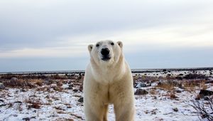 Preview wallpaper polar bear, face, eyes