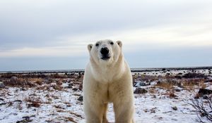 Preview wallpaper polar bear, face, eyes