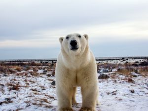 Preview wallpaper polar bear, face, eyes