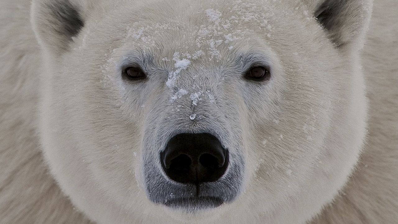 Wallpaper polar bear, face, fat, eyes, sleepy