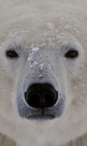 Preview wallpaper polar bear, face, fat, eyes, sleepy