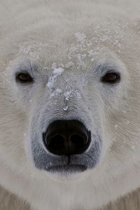 Preview wallpaper polar bear, face, fat, eyes, sleepy