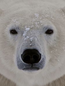 Preview wallpaper polar bear, face, fat, eyes, sleepy