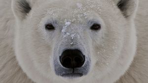 Preview wallpaper polar bear, face, fat, eyes, sleepy