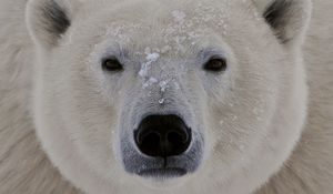 Preview wallpaper polar bear, face, fat, eyes, sleepy