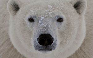 Preview wallpaper polar bear, face, fat, eyes, sleepy
