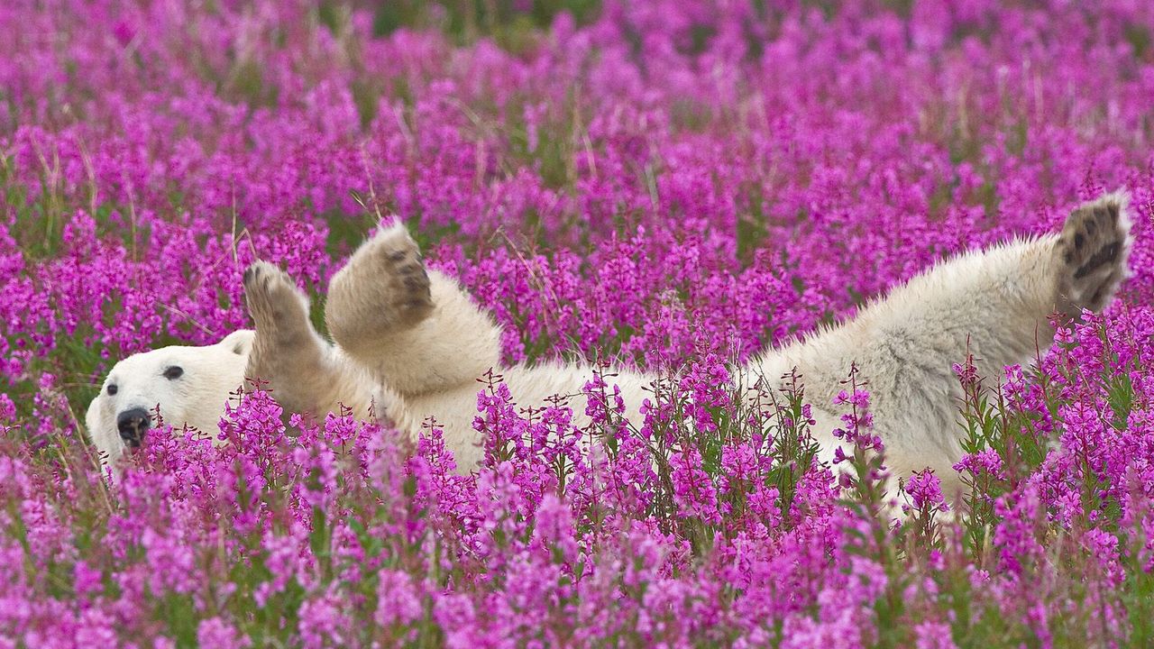 Wallpaper polar bear, flowers, lie down, baby