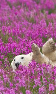 Preview wallpaper polar bear, flowers, lie down, baby