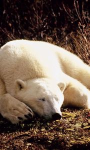 Preview wallpaper polar bear, grass, lie, sleep