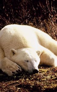 Preview wallpaper polar bear, grass, lie, sleep