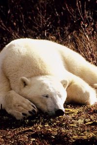 Preview wallpaper polar bear, grass, lie, sleep